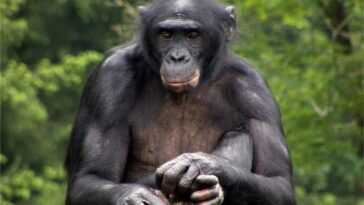 Les humains et les singes ont plus en commun qu'on ne le pense