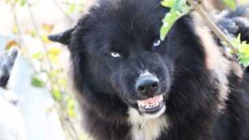 Nous savons maintenant quels chiens sont les plus agressifs (et nous sommes à blâmer)