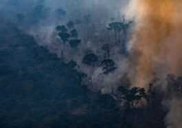 L'homme a détruit plus d'un tiers de la forêt amazonienne restante