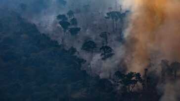 L'homme a détruit plus d'un tiers de la forêt amazonienne restante