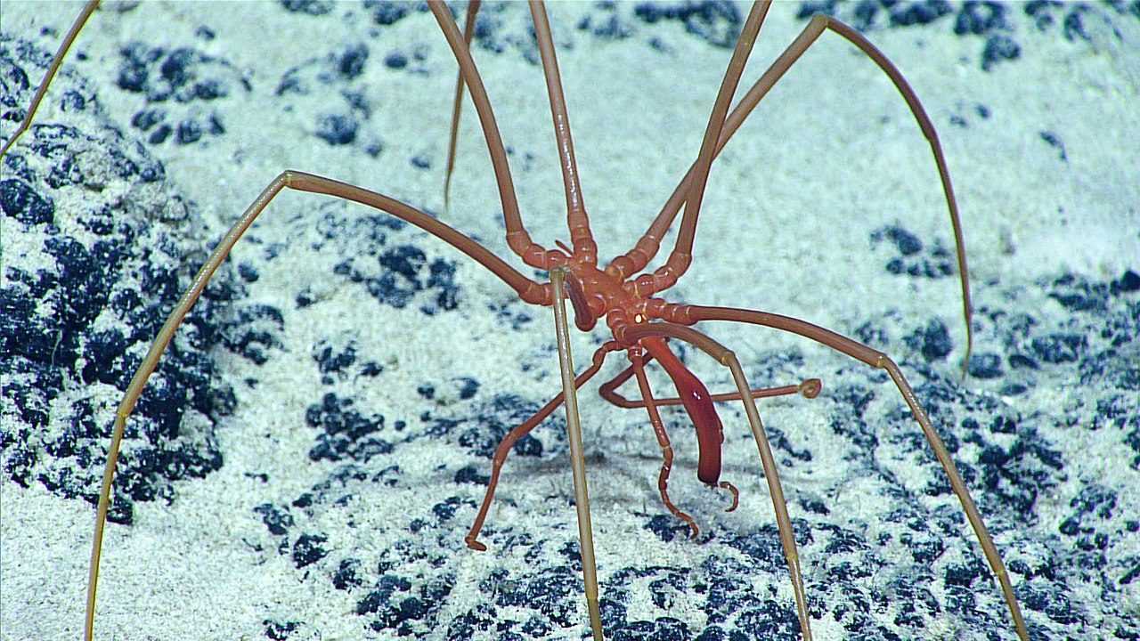 Les araignées de mer peuvent régénérer les intestins, les organes reproducteurs et les membres après amputation