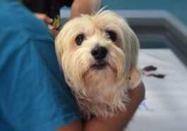 Une nouvelle thérapie contre le cancer prolonge la vie des chiens en phase terminale : certains se rétablissent