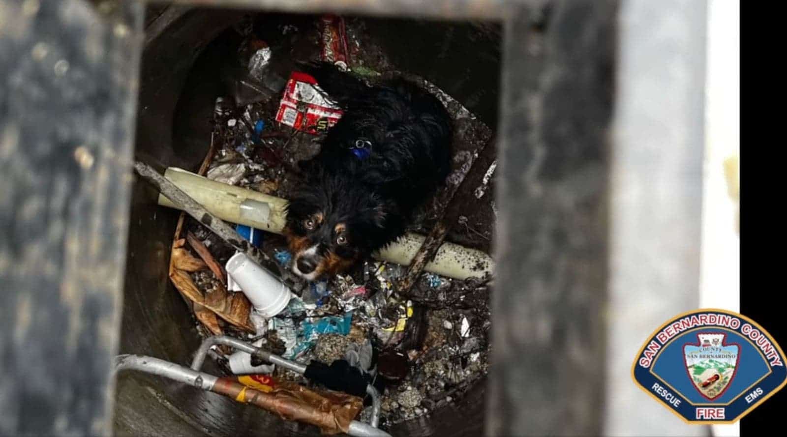 Apple Airtag à nouveau à la rescousse, un chien perdu lors d'une inondation en Californie est retrouvé 2 Airtag Apple