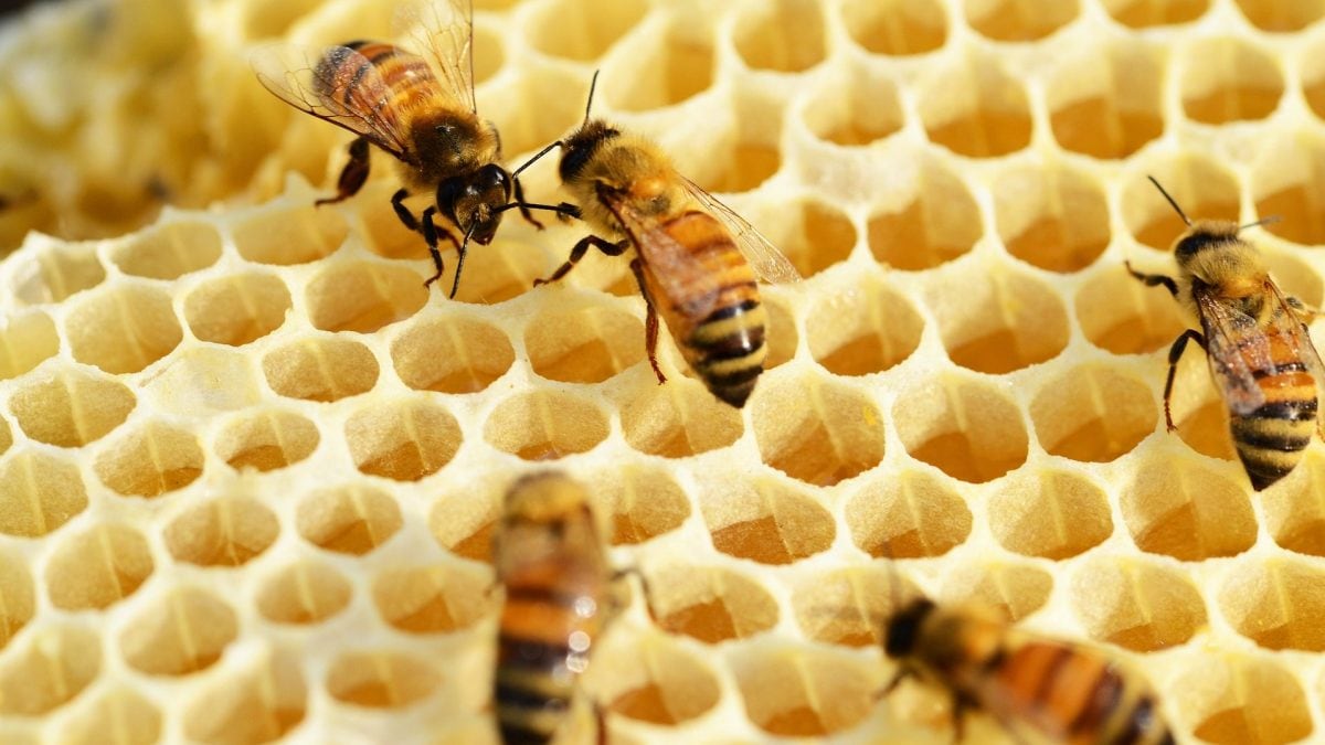 Approbation du premier vaccin au monde pour les abeilles : comment ça marche 2 Approbation du premier vaccin au monde pour les abeilles
