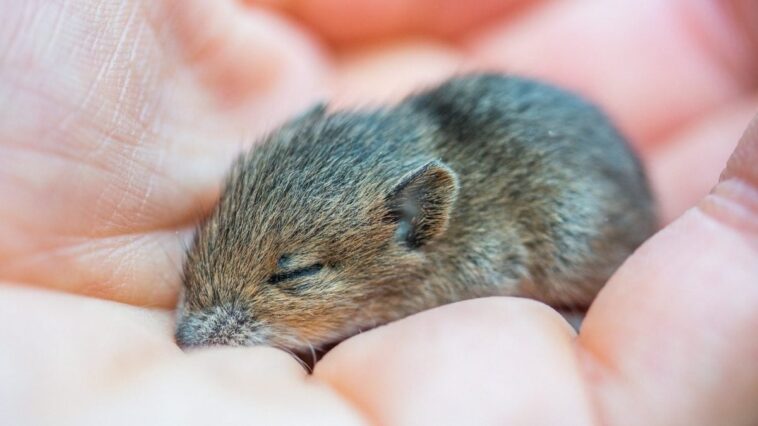Créés en Chine, des souris ayant deux pères et sans mère : seules quelques-unes atteignent l'âge adulte 1 Immagine