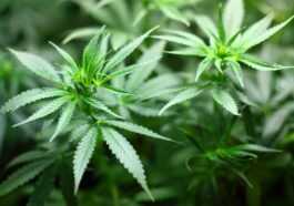 Il a des crises de vomissements sévères pendant 2 années consécutives : les médecins découvrent un lien avec le cannabis