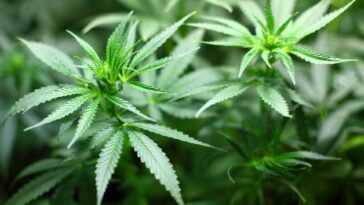 Il a des crises de vomissements sévères pendant 2 années consécutives : les médecins découvrent un lien avec le cannabis 30 Il a des crises de vomissements sévères pendant 2 années consécutives : les médecins découvrent un lien avec le cannabis