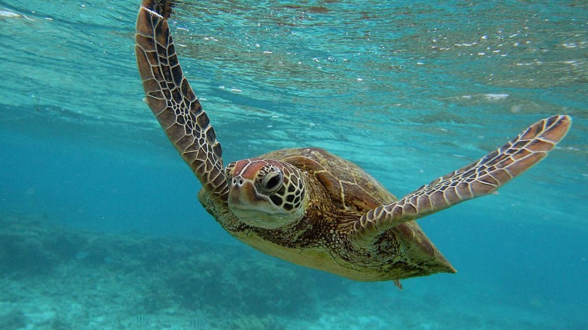 Les océans se réchauffent, en 2022 c'était un record absolu 2 Les oceans se rechauffent en 2022 cetait un record absolu