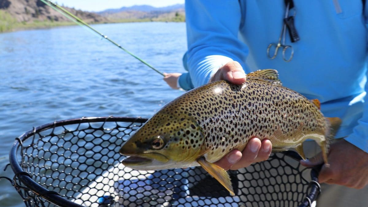 Manger un poisson d'eau douce équivaut à boire de l'eau fortement contaminée par les PFAS pendant un mois 2 Manger un poisson deau douce equivaut a boire de leau