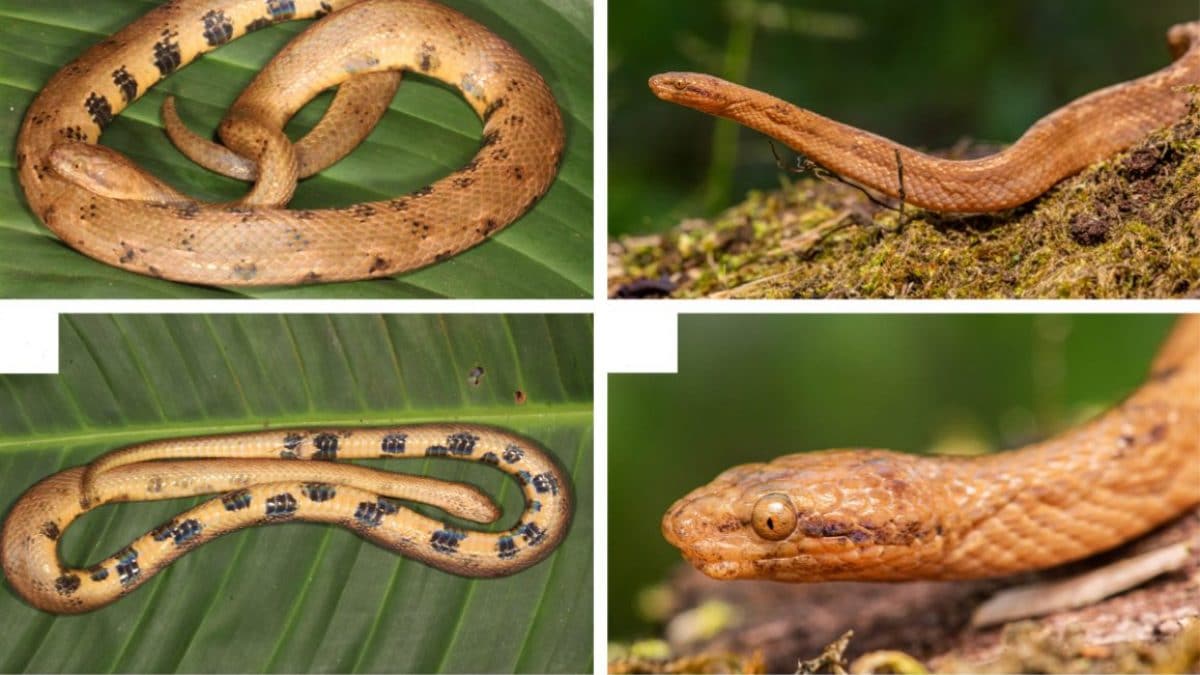 Nouvelle espèce de serpent boa nain découverte dans la forêt amazonienne de l'Equateur : il ne mesure que 20 cm de long 2 La nouvelle espèce de boa constrictor nain. Crédit : H. Mauricio Ortega–Andrade et al., European Journal of Taxonomy 2022 (CC BY 4.0)