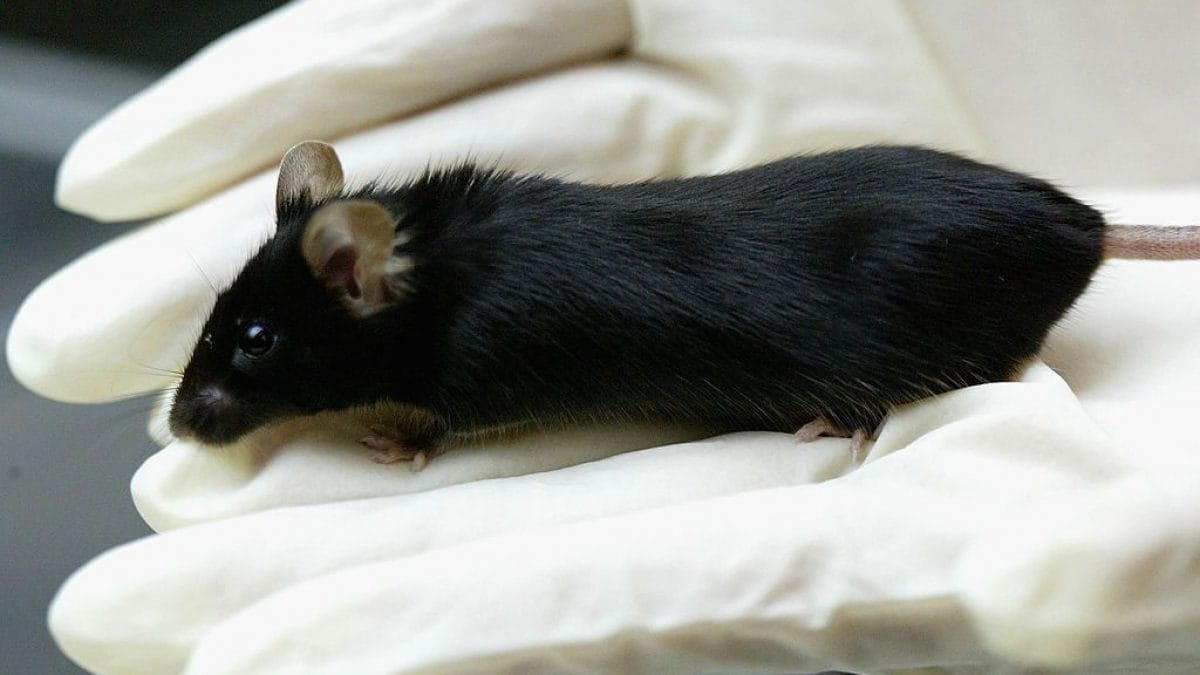 Parce qu'aux États-Unis, les nouveaux médicaments n'auront plus à être testés sur les animaux 2 Parce quaux Etats Unis les nouveaux medicaments nauront plus a etre