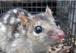 Trop de sexe et trop peu de sommeil provoquent la mort prématurée des quolls mâles mignons 33 Trop de sexe et trop peu de sommeil provoquent la mort prématurée des quolls mâles mignons