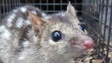 Trop de sexe et trop peu de sommeil provoquent la mort prématurée des quolls mâles mignons 18 Trop de sexe et trop peu de sommeil provoquent la mort prématurée des quolls mâles mignons