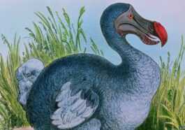 Une société de génétique a un plan pour ramener le Dodo sur Terre, bienvenue à Jurassic Park