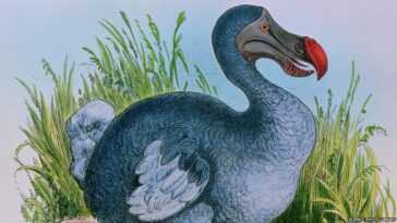 Une société de génétique a un plan pour ramener le Dodo sur Terre, bienvenue à Jurassic Park