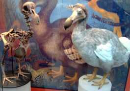 Company trying to bring back the woolly mammoth wants to resurrect the dodo