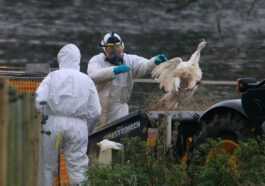 La grippe aviaire "saute" des oiseaux aux mammifères, quels sont les risques pour l'homme