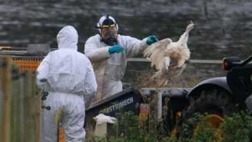 La grippe aviaire "saute" des oiseaux aux mammifères, quels sont les risques pour l'homme 15 La grippe aviaire "saute" des oiseaux aux mammifères, quels sont les risques pour l'homme