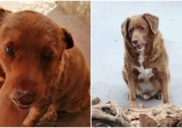 Bobi, il cane più vecchio del mondo è morto all’età di 31 anni