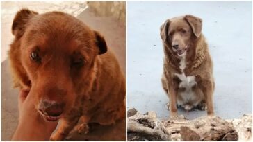 Le titre du chien le plus vieux du monde suspendu par le Guinness des records: doutes sur l'âge de Bobi 2 Bobi, il cane più vecchio del mondo è morto all’età di 31 anni