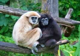 La femelle gibbon donne naissance à un petit mais est restée seule pendant un certain temps : le zoo révèle le mystère