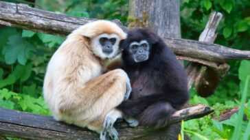 La femelle gibbon donne naissance à un petit mais est restée seule pendant un certain temps : le zoo révèle le mystère 10 La femelle gibbon donne naissance à un petit mais est restée seule pendant un certain temps : le zoo révèle le mystère