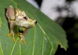 Une splendide grenouille silencieuse a été découverte en Tanzanie : elle ne coasse pas