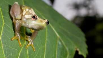 Une splendide grenouille silencieuse a été découverte en Tanzanie : elle ne coasse pas 9 Une splendide grenouille silencieuse a été découverte en Tanzanie : elle ne coasse pas