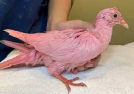 Le pigeon teint en rose pour la "révélation du genre" d'un enfant est l'emblème de notre stupidité