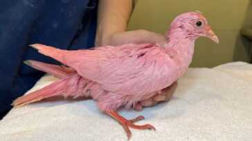 Le pigeon teint en rose pour la "révélation du genre" d'un enfant est l'emblème de notre stupidité 5 Le pigeon teint en rose pour la "révélation du genre" d'un enfant est l'emblème de notre stupidité