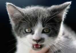 Comment savoir si vos chats jouent ou se battent entre eux