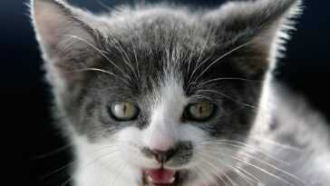 Comment savoir si vos chats jouent ou se battent entre eux 2 Comment savoir si vos chats jouent ou se battent entre eux