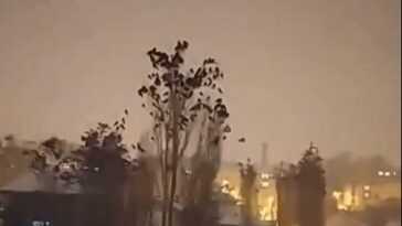 Ce qui ne colle pas dans la vidéo avec le comportement "étrange" des oiseaux avant le tremblement de terre en Turquie 24 Ce qui ne colle pas dans la vidéo avec le comportement "étrange" des oiseaux avant le tremblement de terre en Turquie