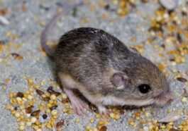 Voici Pat, la plus vieille souris du monde - c'est son âge