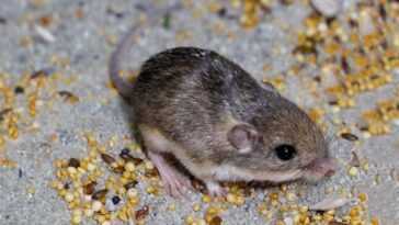 Voici Pat, la plus vieille souris du monde - c'est son âge 14 Voici Pat, la plus vieille souris du monde - c'est son âge