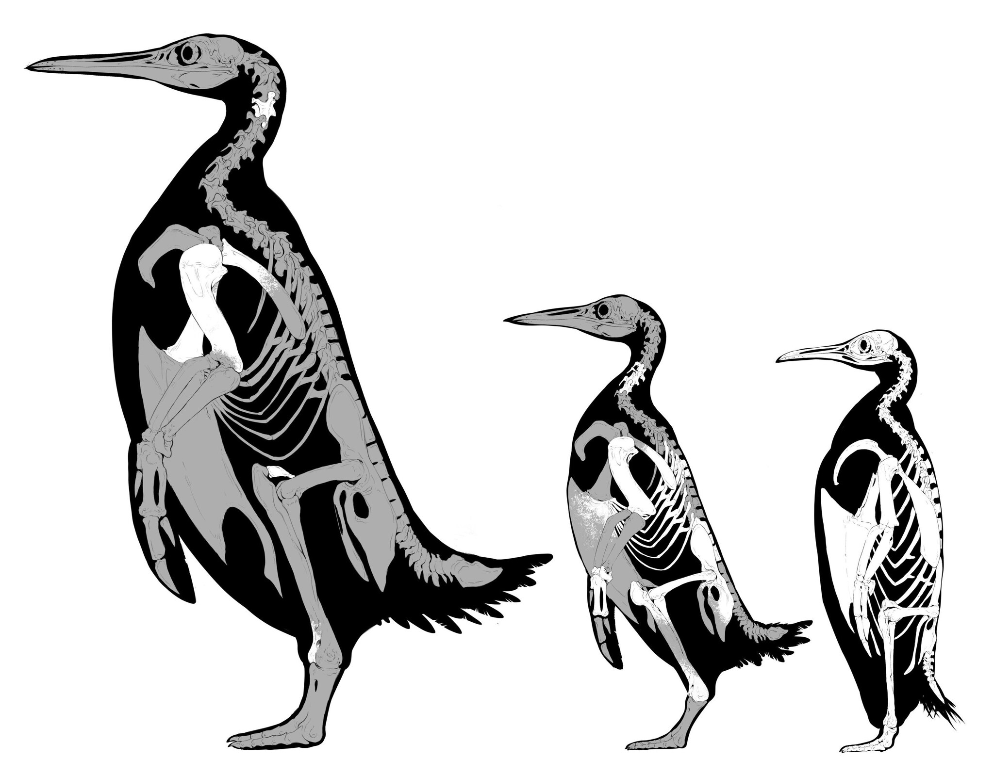 Découverte des restes fossiles d'un gigantesque pingouin préhistorique : il était aussi gros qu'un gorille 3 Squelettes en comparaison. Crédit : Simone Giovanardi