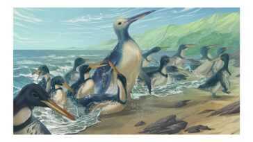 Découverte des restes fossiles d'un gigantesque pingouin préhistorique : il était aussi gros qu'un gorille 11 Découverte des restes fossiles d'un gigantesque pingouin préhistorique : il était aussi gros qu'un gorille