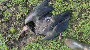 Des braconniers ont tué 6 ibis chauves très rares pendant la saison de chasse 2022-2023 8 Des braconniers ont tué 6 ibis chauves très rares pendant la saison de chasse 2022-2023