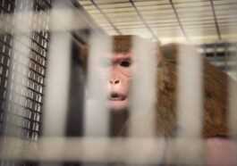 Des scientifiques rendent un singe sourd, aveugle et boiteux pour étudier un syndrome chez l'homme 79 Des scientifiques rendent un singe sourd, aveugle et boiteux pour étudier un syndrome chez l'homme