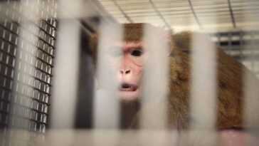 Des scientifiques rendent un singe sourd, aveugle et boiteux pour étudier un syndrome chez l'homme 5 Des scientifiques rendent un singe sourd, aveugle et boiteux pour étudier un syndrome chez l'homme