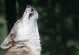 Comment les chiens réagissent aux hurlements des loups : une vidéo montre le comportement de différentes races 65 Comment les chiens réagissent aux hurlements des loups : une vidéo montre le comportement de différentes races
