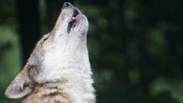 Comment les chiens réagissent aux hurlements des loups : une vidéo montre le comportement de différentes races 4 Comment les chiens réagissent aux hurlements des loups : une vidéo montre le comportement de différentes races