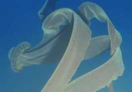 Rares et mystérieuses méduses fantômes repérées en Antarctique : elles ont des tentacules de 10 mètres de long