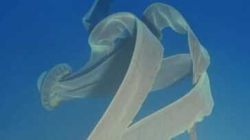 Rares et mystérieuses méduses fantômes repérées en Antarctique : elles ont des tentacules de 10 mètres de long 16 Rares et mystérieuses méduses fantômes repérées en Antarctique : elles ont des tentacules de 10 mètres de long