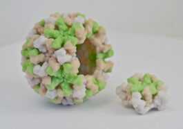 Qu'est-ce que le norovirus et comment se transmet le virus intestinal: symptômes chez les adultes et les enfants 44 Qu'est-ce que le norovirus et comment se transmet le virus intestinal: symptômes chez les adultes et les enfants