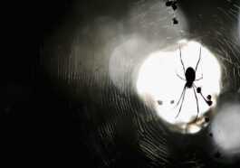 Sept nouvelles espèces d'araignées découvertes dans des grottes israéliennes