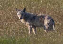 Loup atteint de gale aperçu dans le parc national du Circeo : photos du malheureux prédateur