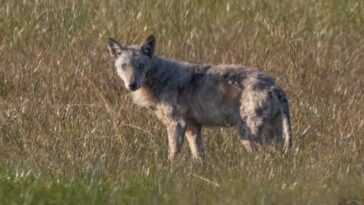Loup atteint de gale aperçu dans le parc national du Circeo : photos du malheureux prédateur 3 Loup atteint de gale aperçu dans le parc national du Circeo : photos du malheureux prédateur