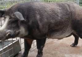 Que sont les "super cochons" et pourquoi les experts parlent d'une menace difficile à arrêter