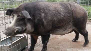 Que sont les "super cochons" et pourquoi les experts parlent d'une menace difficile à arrêter 26 Que sont les "super cochons" et pourquoi les experts parlent d'une menace difficile à arrêter